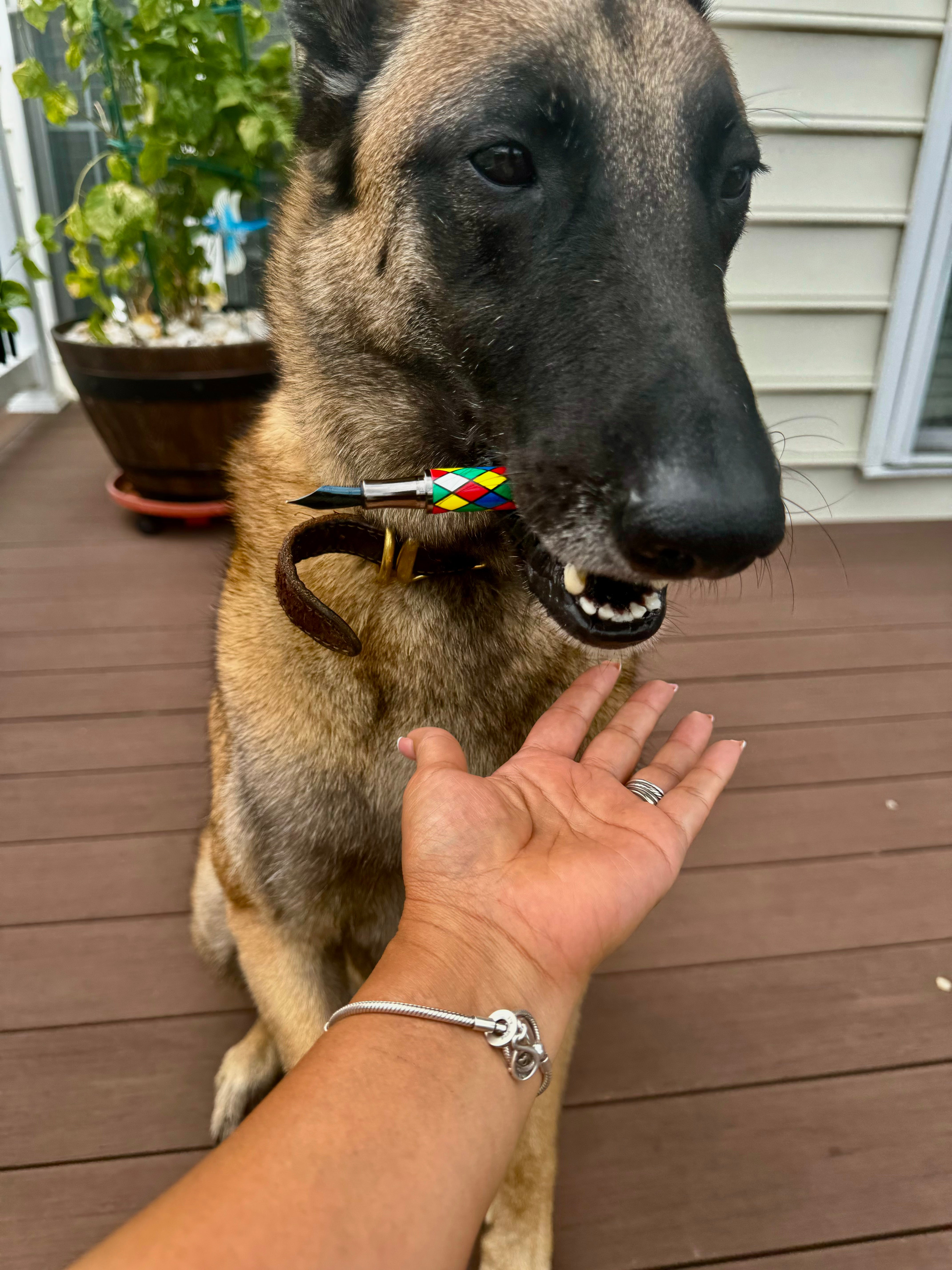 Monteverde Regatta Fountain Pen - Harlequin 2.0-Pen Boutique Ltd