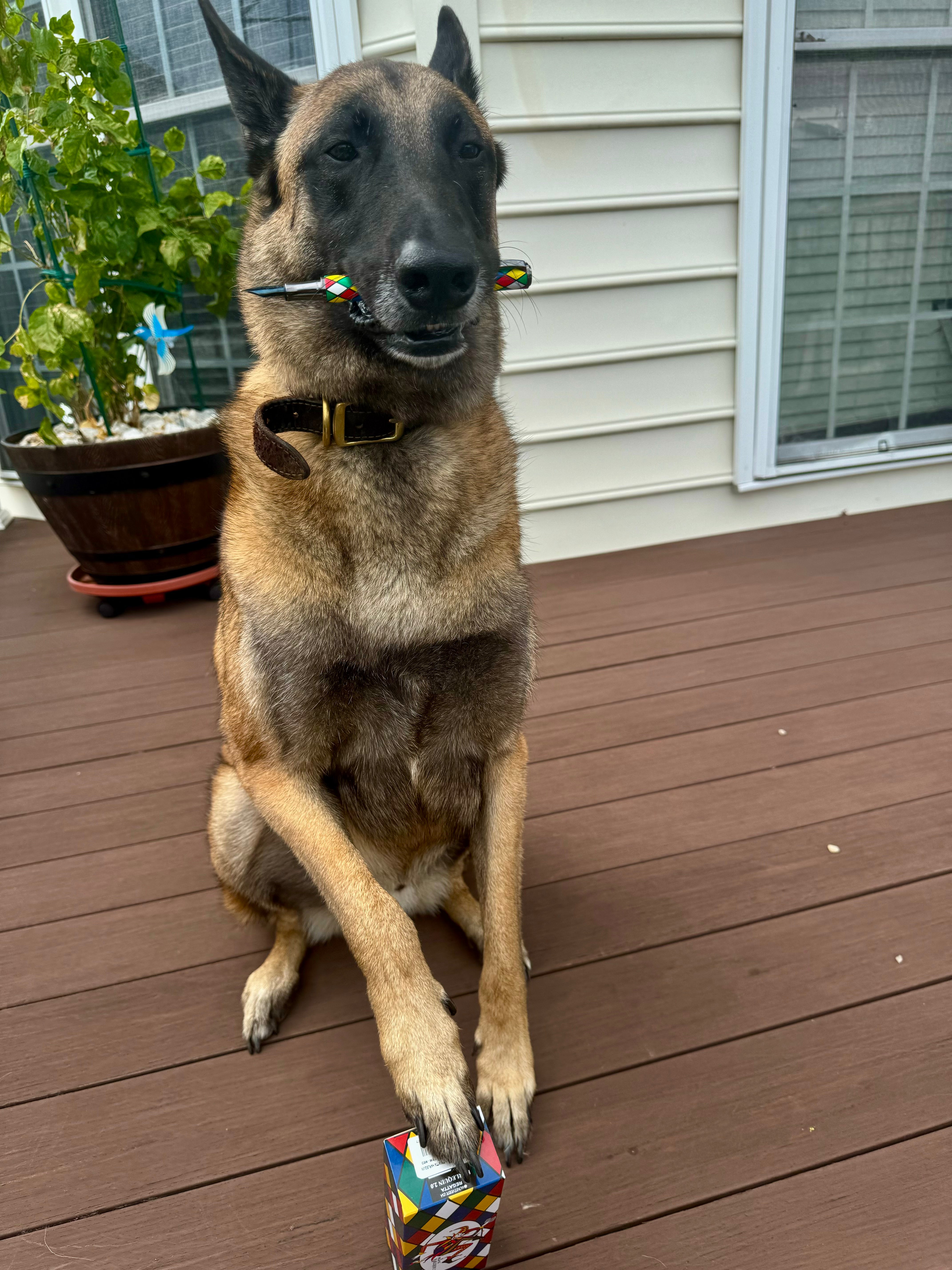 Monteverde Regatta Fountain Pen - Harlequin 2.0-Pen Boutique Ltd