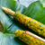 Esterbrook Estie Fountain Pen - Tropical Rain Forest - Stainless (Oversized)-Pen Boutique Ltd