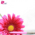 Parker Jotter Ballpoint Pen - Pink (I AM A SURVIVOR)-Pen Boutique Ltd