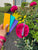 Lamy Vista Gift (Assorted Pen Sleeve Included)-Pen Boutique Ltd
