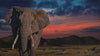 Namiki Emperor Fountain Pen - 2022 Elephant (Limited Edition)