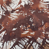 Diamine Standard Ink Bottle - Roasted Chestnut-Pen Boutique Ltd