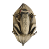 Esterbrook Page Clip - Tree Frog-Pen Boutique Ltd