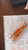 Sailor Professional Gear Fountain Pen - Too Hot Habanero - Standard (North America Exclusive)