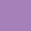African violet