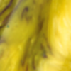 Iris yellow