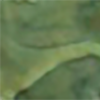 Lemon grass