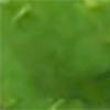 Signature forest green
